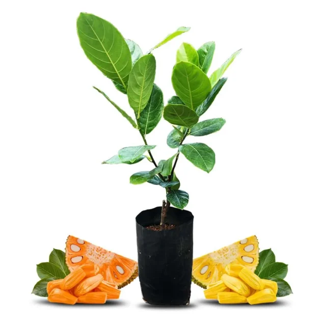 Jackfruit plant (combo buy 3 get 1)