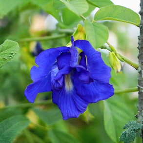 Aprajitha / sangu poo double petal